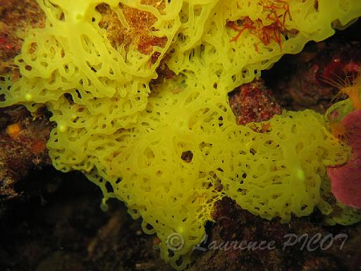eponge clathrine jaune - Clatrina clathrus.JPG - l'éponge clatrine,  elle forme une sorte de réseau qui peut-être plus ou moins rétracté